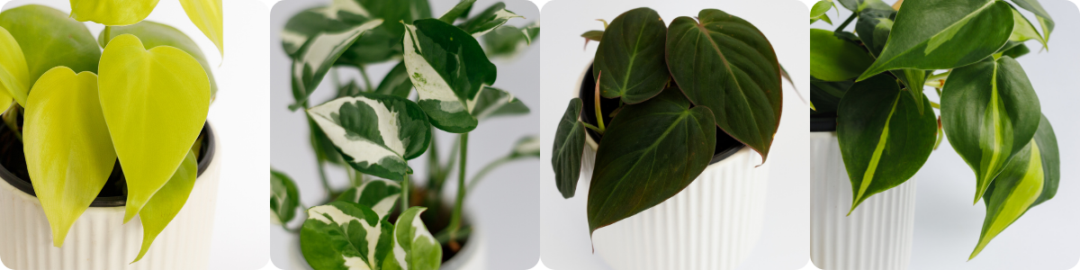 Indoor House Plants | Wilde Plants